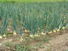 ꯐꯥꯏꯜ:Field with onions.jpg