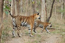 ꯐꯥꯏꯜ:Achankmar Tiger.jpg