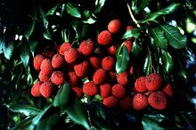 ꯐꯥꯏꯜ:Lychee.jpg