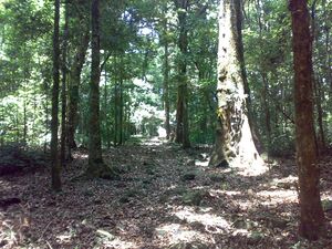 The woods