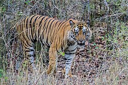 Bandhavgarh National Park.jpg