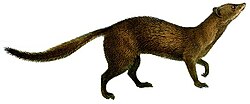 Smit.m.rhinogale.melleri.white.background.jpg