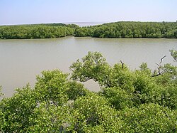 MuthupetMangroves.jpg