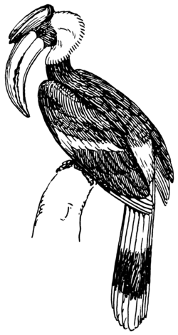 Hornbill (PSF).png