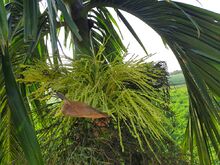 ꯐꯥꯏꯜ:Buds of Areca catechu.jpg